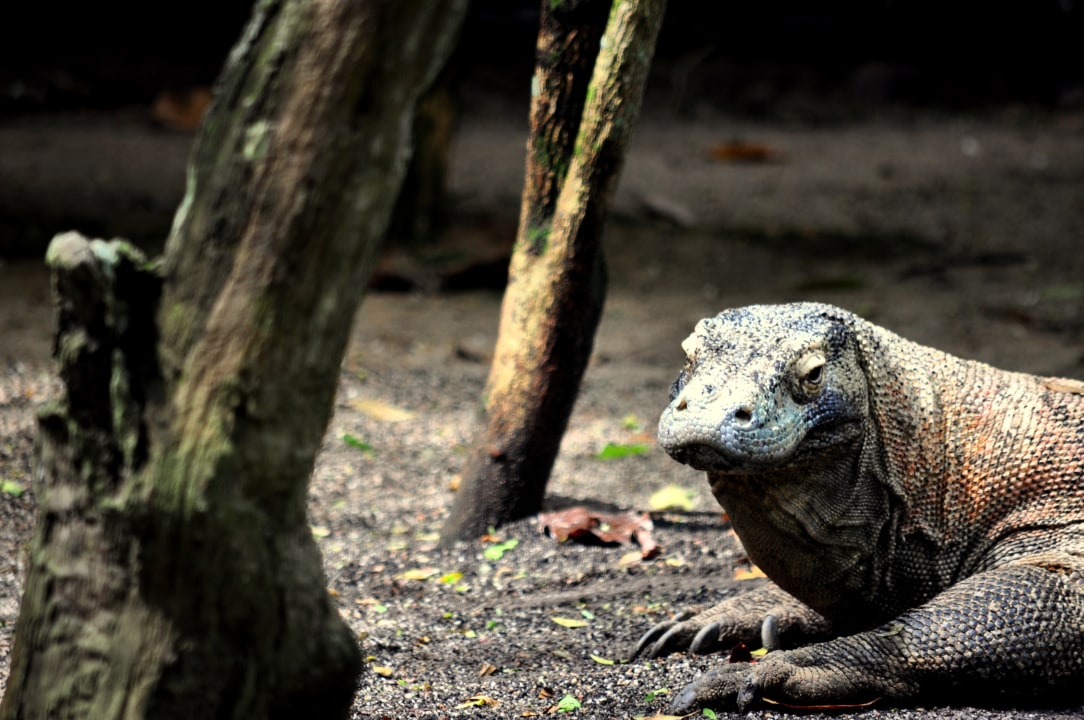Padar Island viewpoint, Komodo Island dragon encounters, Manta Point snorkeling, Pink Beach