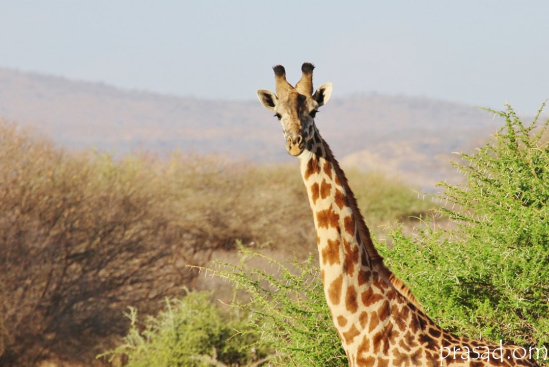 Tarangire National Park baobab savanna, Ngorongoro Crater caldera, Lake Manyara National Park groundwater forest