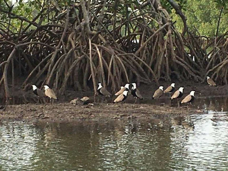 River Gambia, Lamin Lodge, mangroves, big silk-cotton tree house