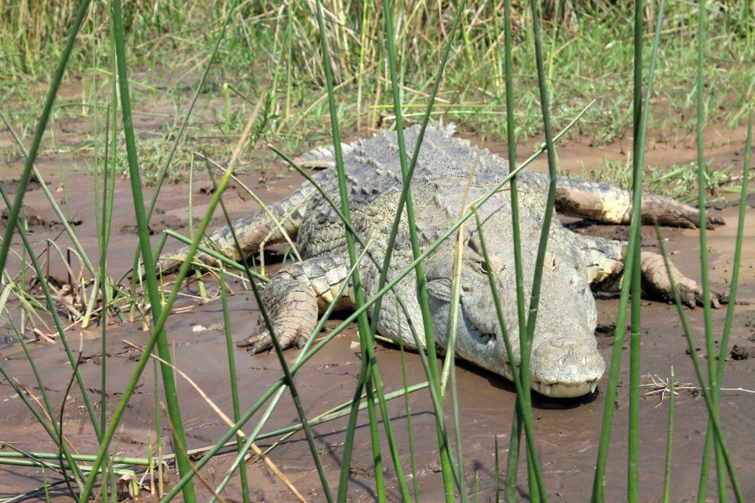 Dorze Village, traditional bamboo houses, Dorze weavers, Lake Chamo "Crocodile Market"