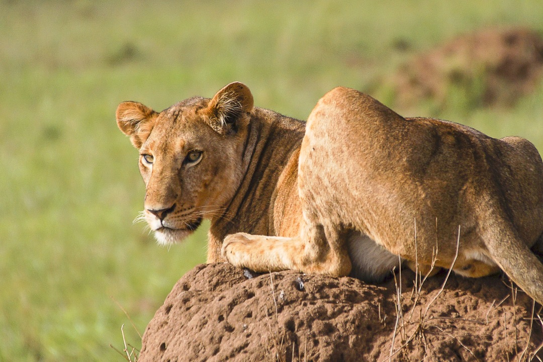 Ziwa Rhino Sanctuary, Murchison Falls National Park, Victoria Nile boat cruise