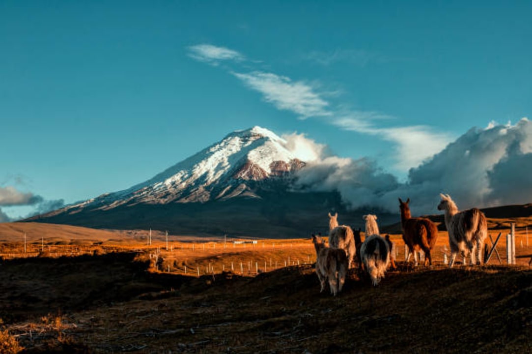 turquoise Quilotoa Lagoon, Cotopaxi National Park volcanic cone, Isla de la Plata seabird colonies, Cajas National Park highland lakes