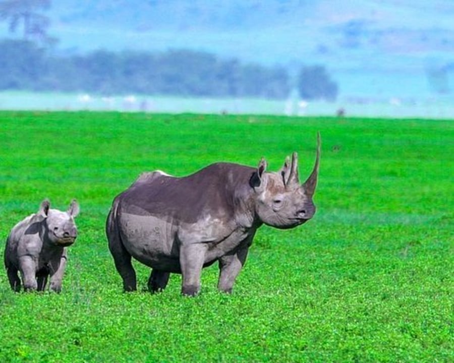 Serengeti plains, Wildebeest Migration, Ngorongoro Crater
