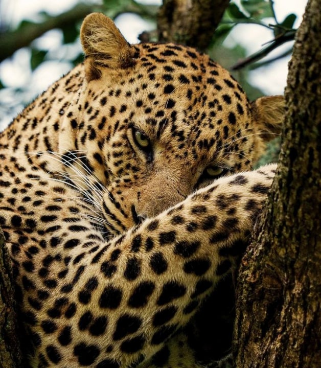 Great Rift Valley vistas, Seronera River plains, Mara River crossings, Pwani Mchangani coast