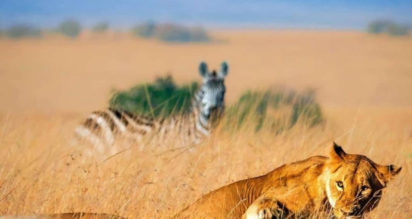 Rufiji River boat safari, Lake Tagalala walking safari, Selous Game Reserve drives