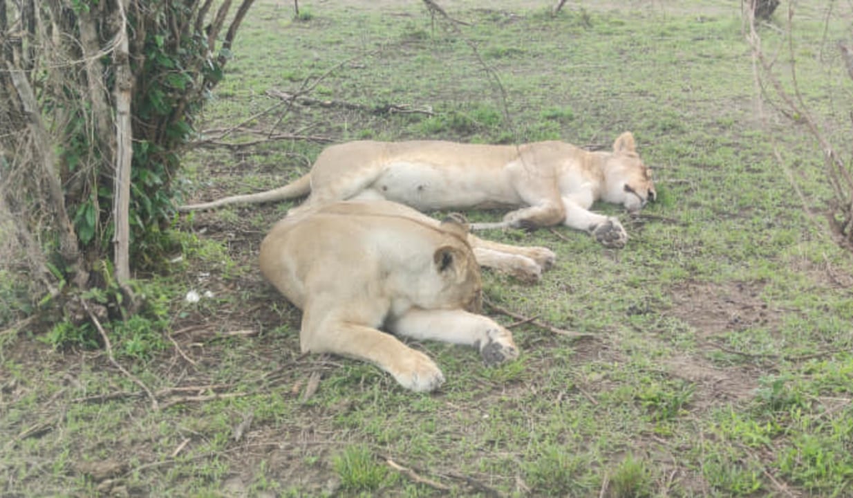 Masai Mara plains, Menengai Crater rim, Maasai manyatta homestay