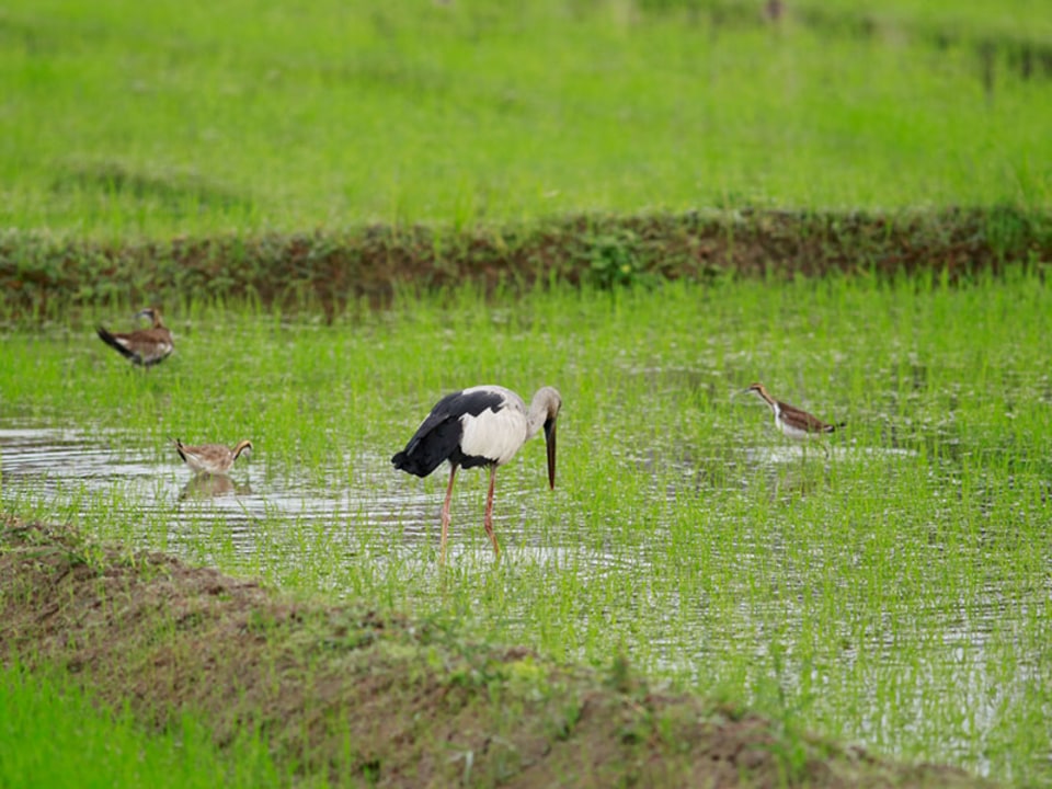 Diyatha Uyana wetlands, Nelum Pokuna Mahinda Rajapaksa Theatre, Gangaramaya Temple, Galle Face street food