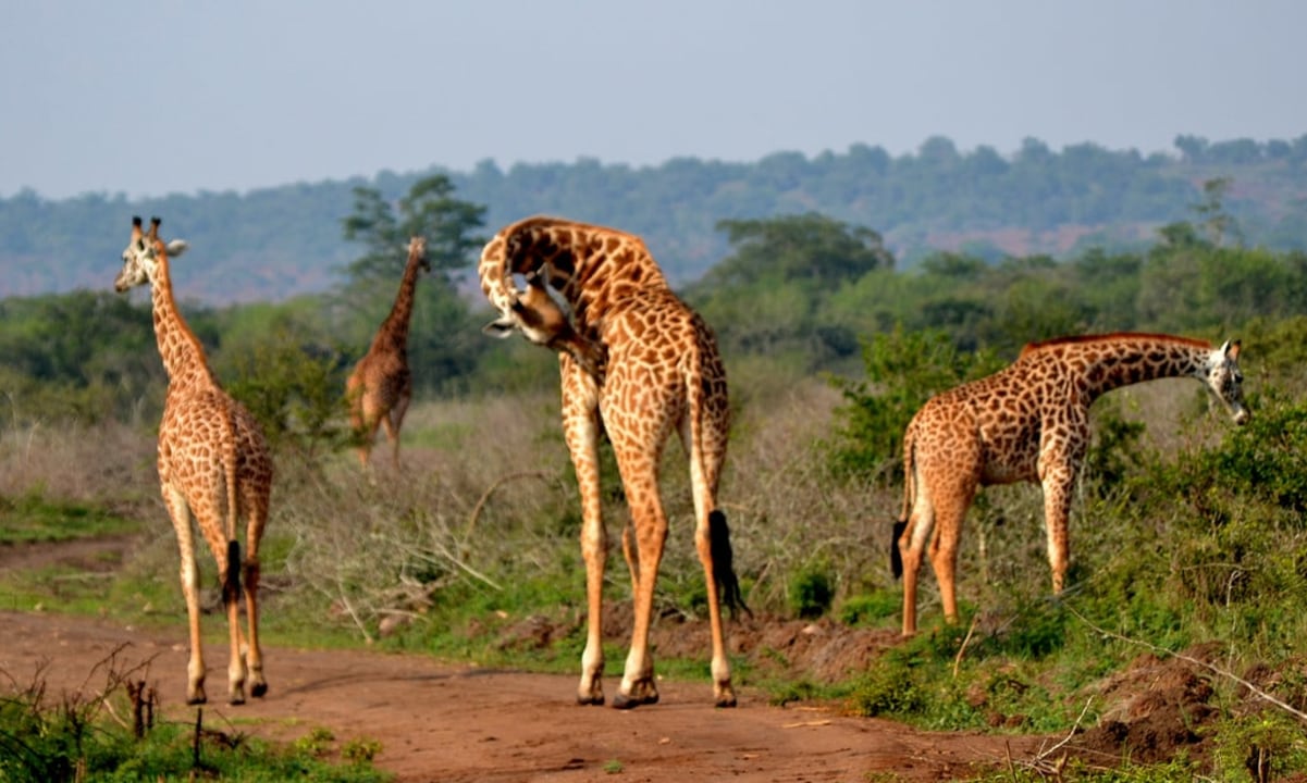 Akagera National Park savannah, Lake Ihema boat ride, Akagera Game Lodge dusk