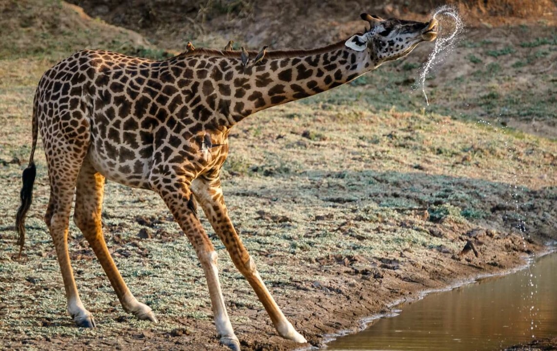Amboseli National Park, Mount Kilimanjaro, Mzima Springs, Mombasa beaches