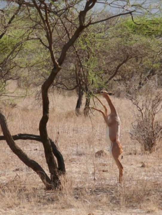 Equator Marker, Nanyuki-Isiolo road, Samburu National Reserve