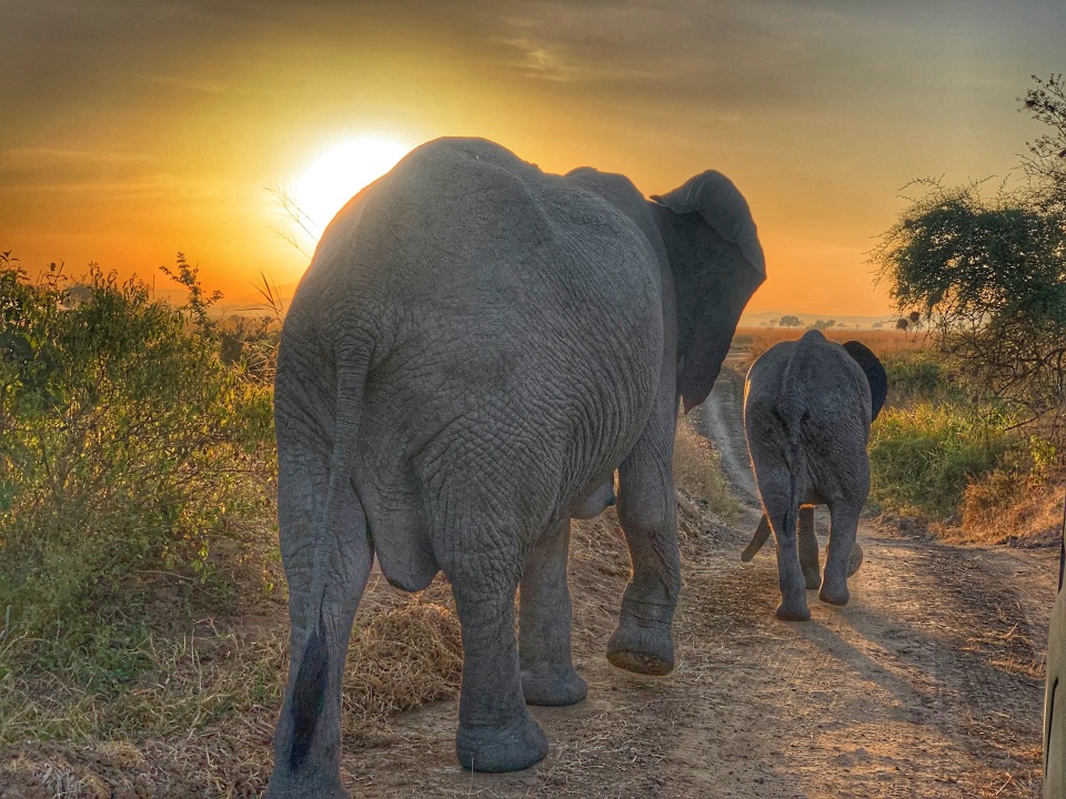 Mikumi National Park savannah, Vuma Hill Luxury Tented Camp, Morogoro lunch stop