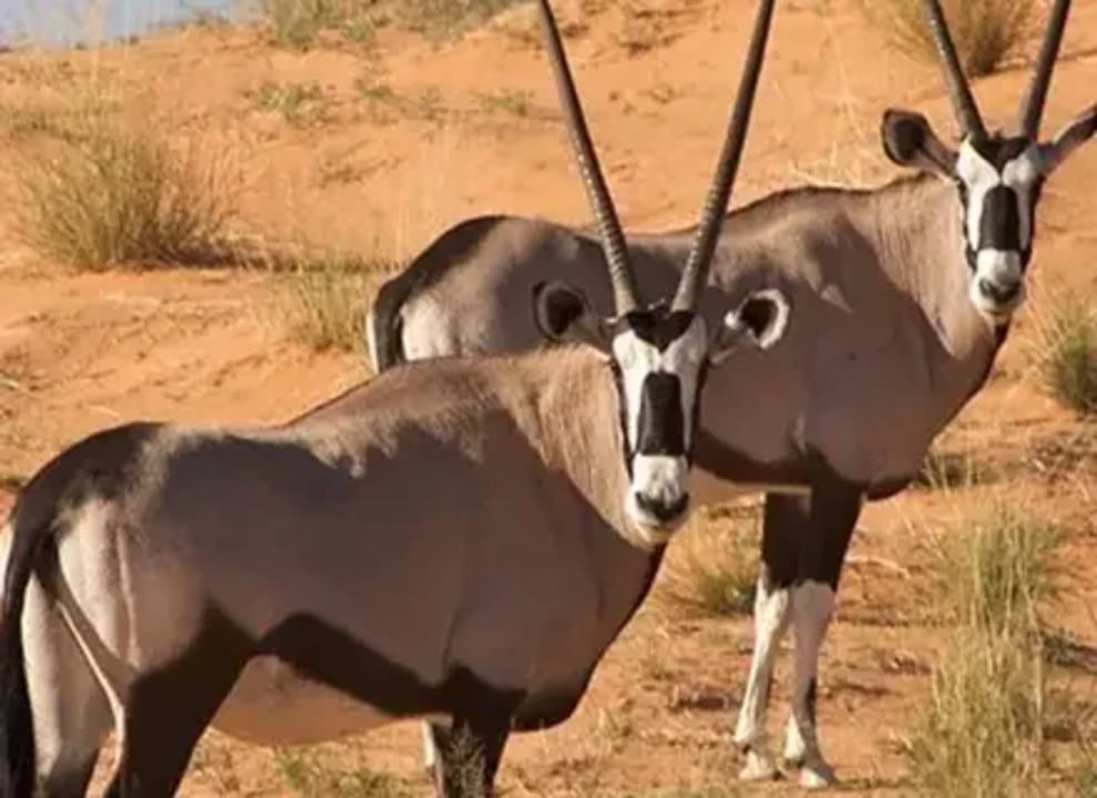 Sossusvlei towering red dunes, Deadvlei white clay pans, Cape Cross Seal Colony, Etosha National Park waterholes