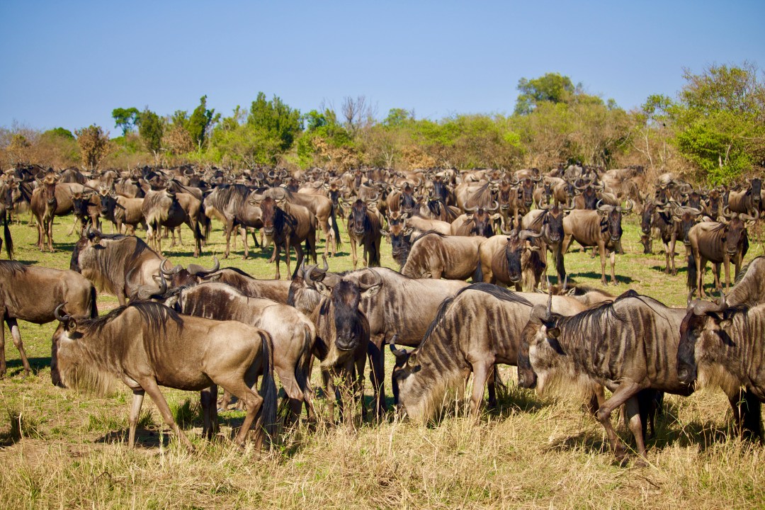 Masai Mara, Great Rift Valley, Ol Pejeta Conservancy, Diani Beach