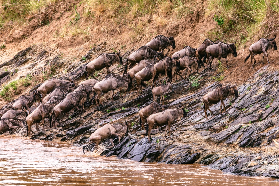Masai Mara plains, Great Rift Valley viewpoint, Crescent Island boat ride, Lake Nakuru flamingo shores