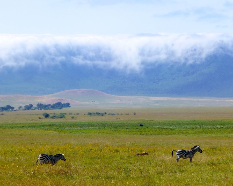 Ngorongoro Crater, lush forest habitat, Arusha, Tanzania