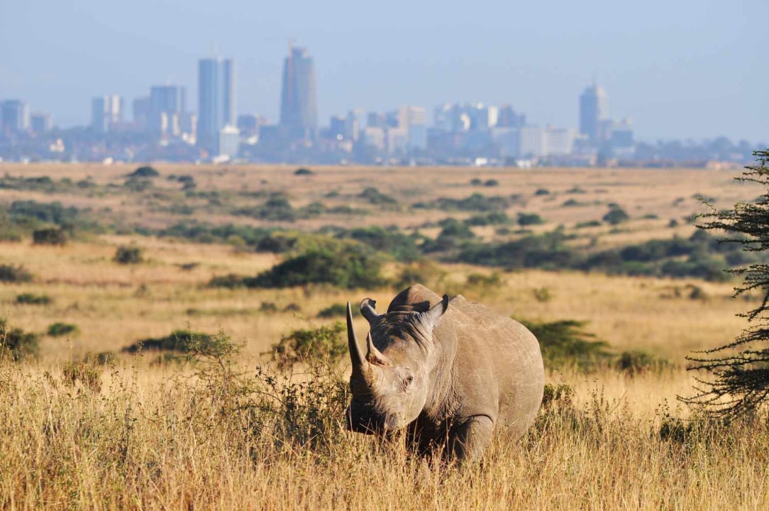 Nairobi National Park, Sheldrick Wildlife Trust Elelphant Nursery, Giraffe Centre