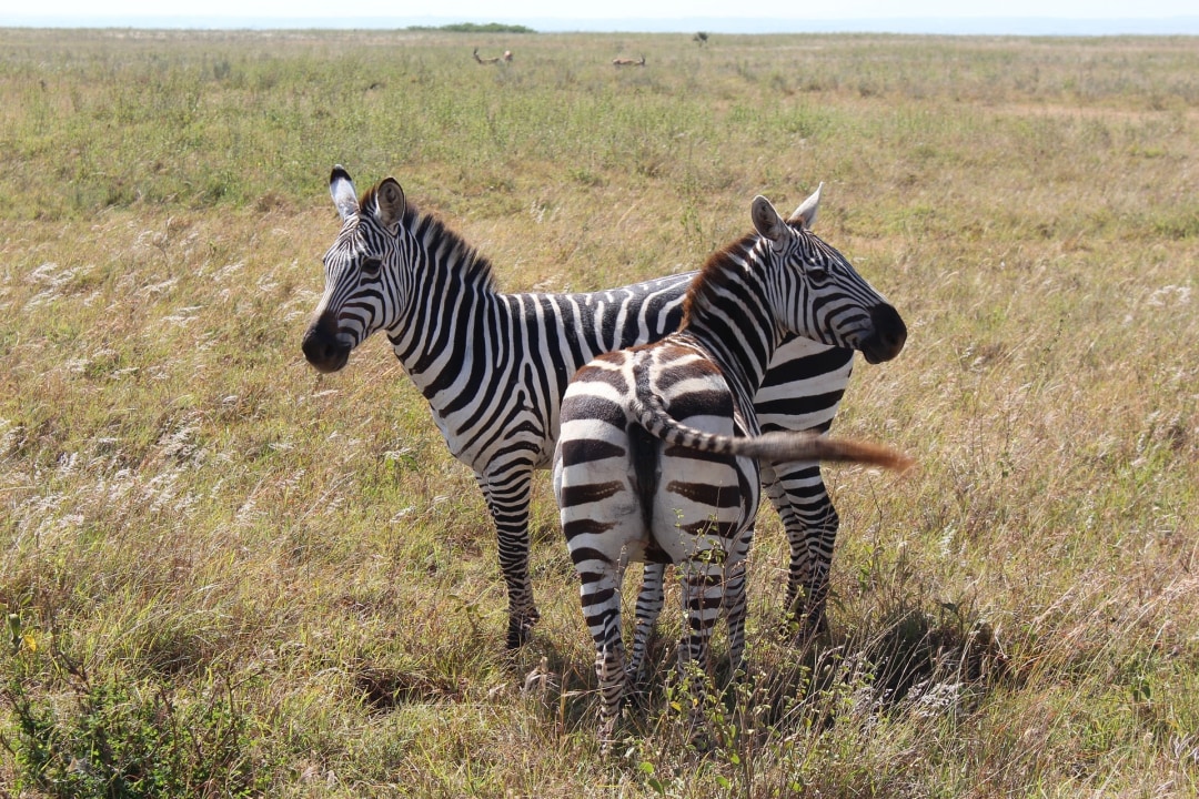 Nairobi National Park protected savanna, Kitengela plains, Langata Road
