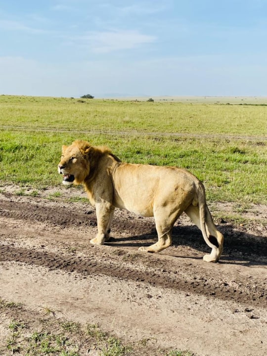 Masai Mara savannah, Lake Nakuru National Park flamingo shores, Lake Naivasha hippo waters, Great Rift Valley viewpoint