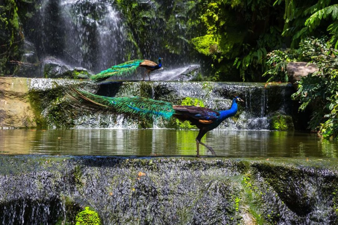 Kuala Lumpur Forest, dawn birdwatching, local restaurant