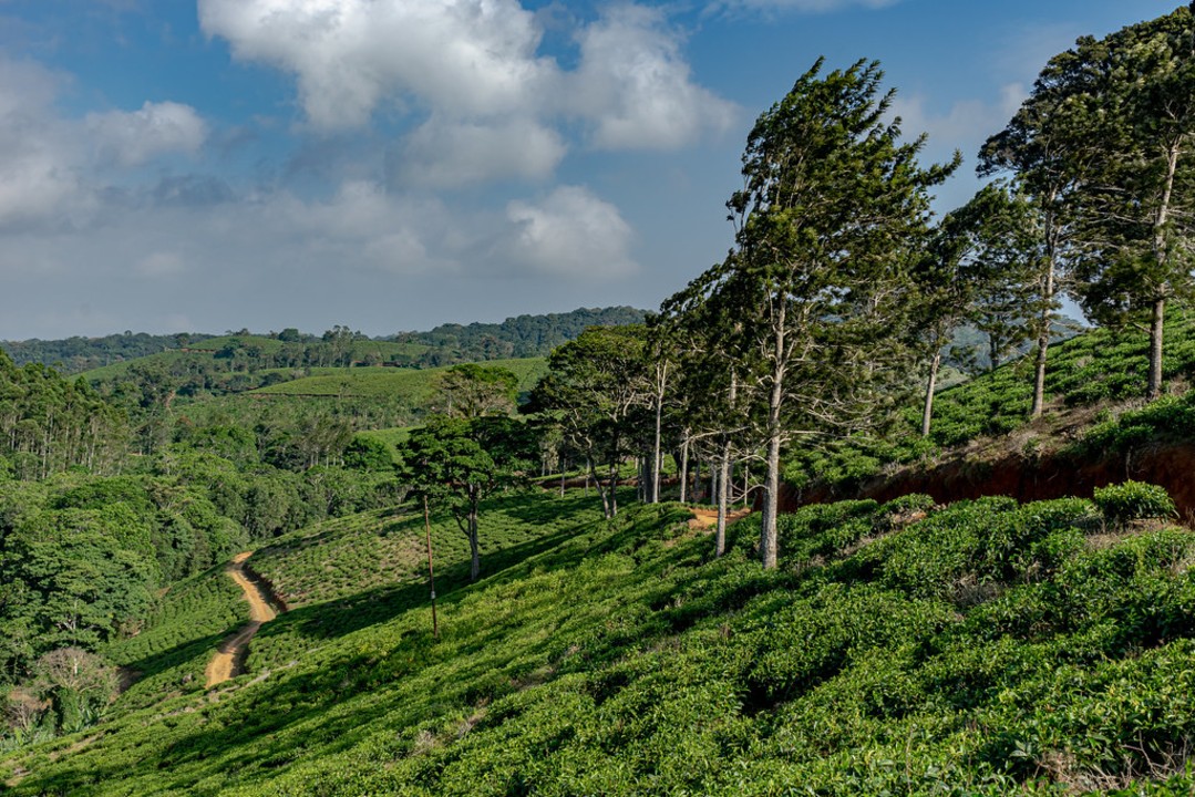 Mkomazi National Park savannah, Irente Viewpoint, Wami River boat safari