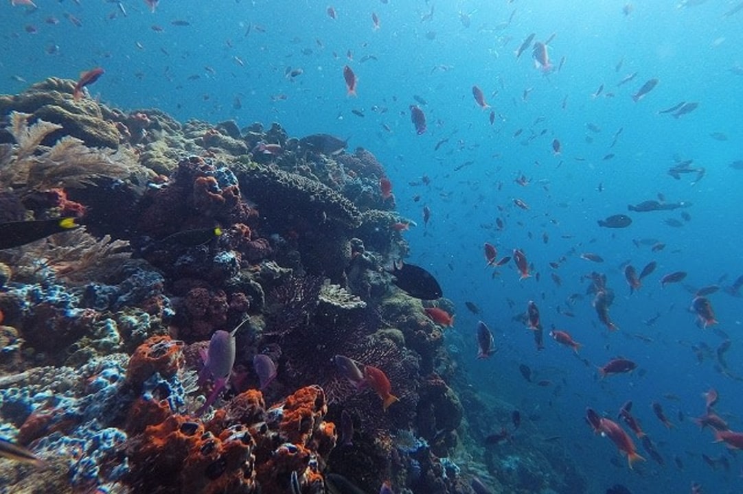 Rinca Island hikes, Komodo Island wildlife, Red Beach snorkelling