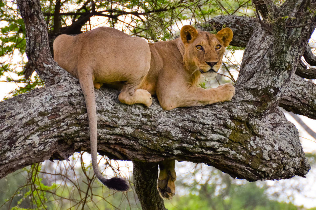 Tarangire National Park, sunset game drives, Maasai village