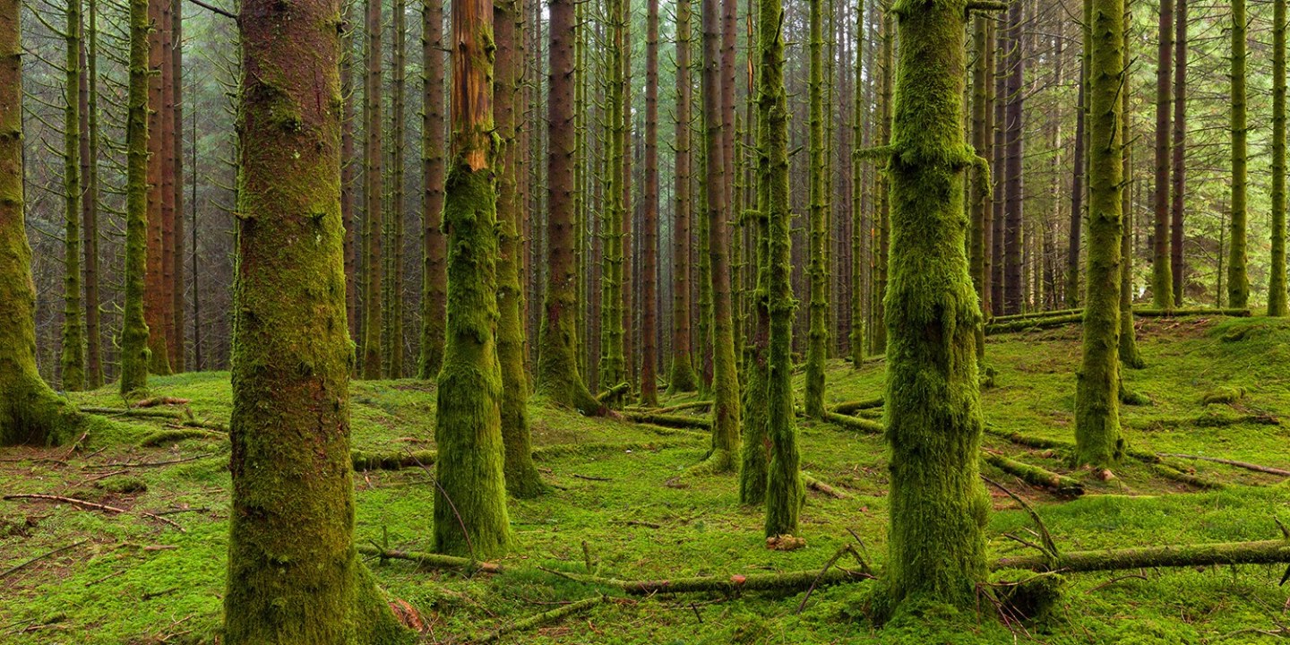Cameron Valley Tea Plantation, BOH Tea Plantation, Mossy Forest