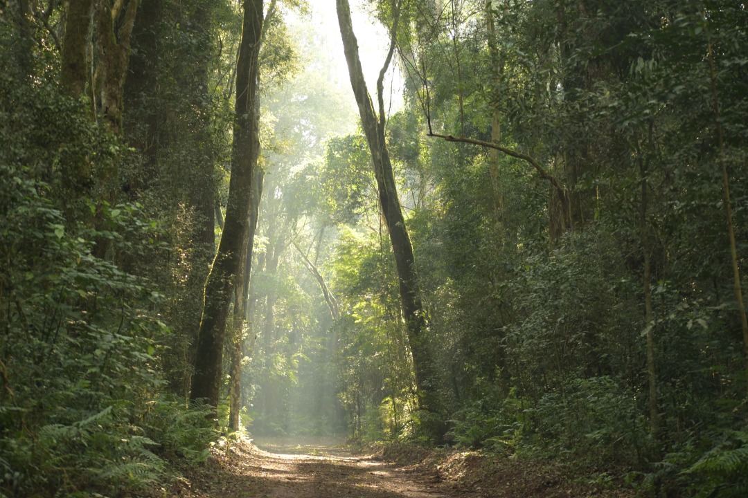 Poço Preto Trail, Estacional Semideciduous Forest, Iguaçu River