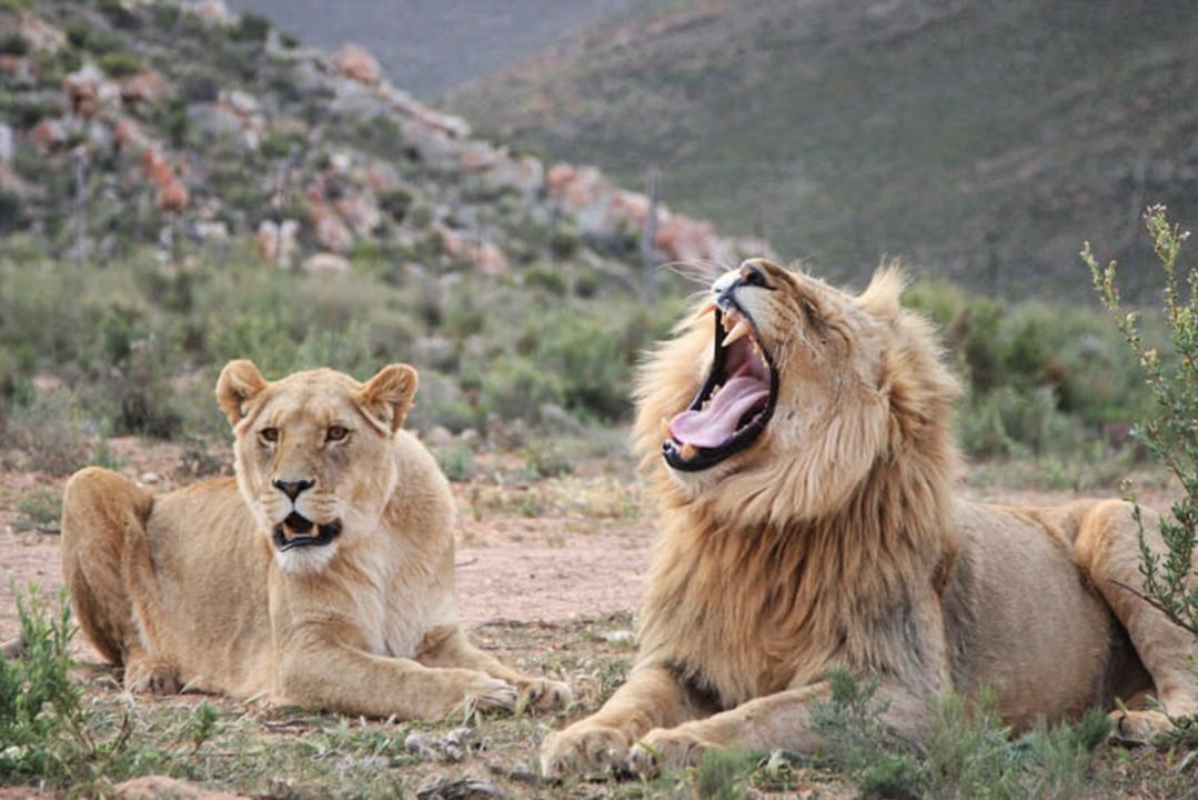 Aquila Private Game Reserve, Du Toit's Kloof Pass, Table Mountain