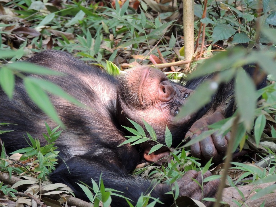 Gombe Stream National Park forest, Lake Tanganyika shoreline, Kigoma Hilltop Hotel