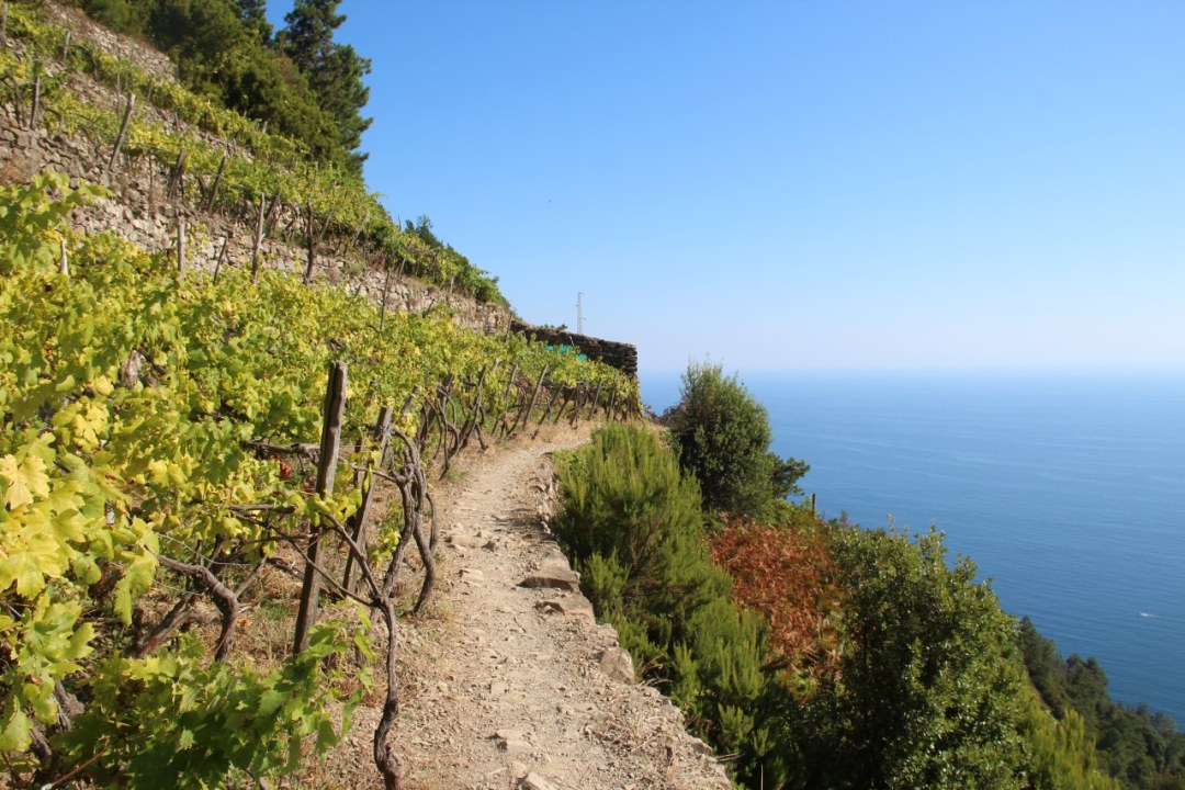 Manarola, Volastra vineyards, Corniglia terraces