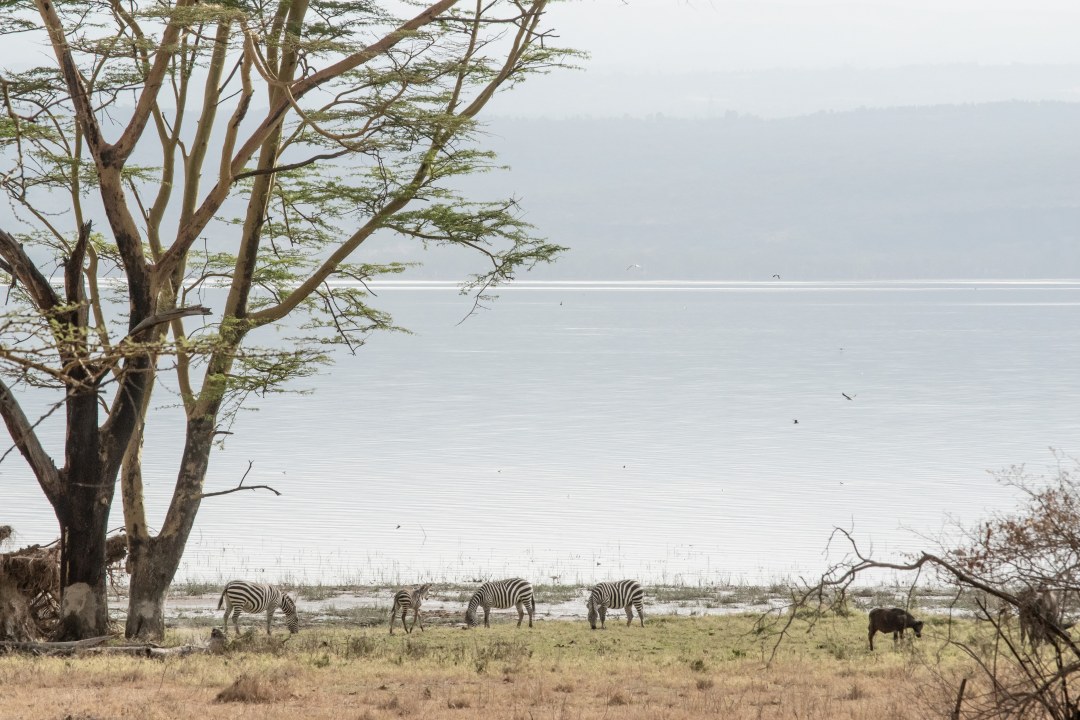 Masai Mara savannah grasslands, Great Rift Valley, Lake Nakuru National Park
