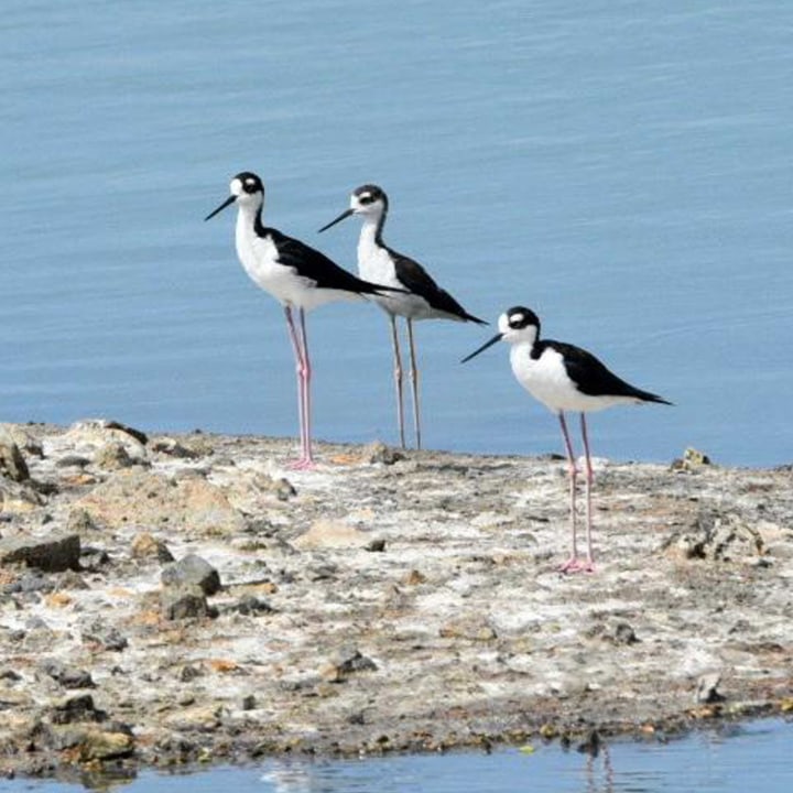 salt ponds, freshwater wetlands, bushy inland areas, sandy shores