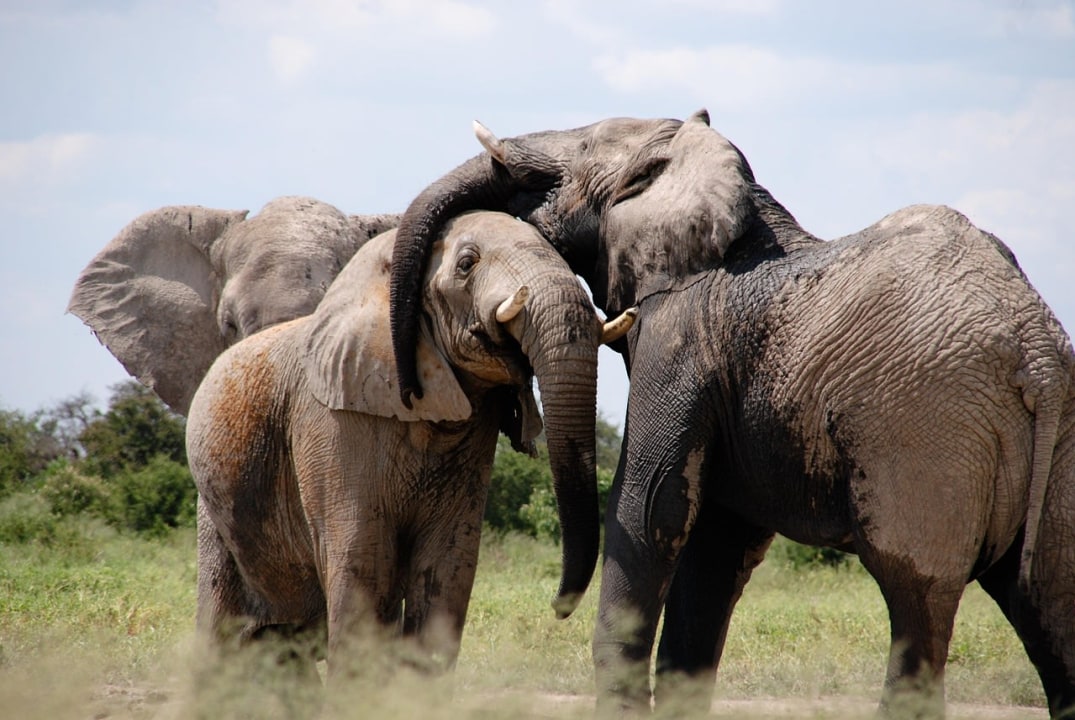 Okavango Delta waterways, Moremi Game Reserve savanna, Chobe National Park elephant herds, Victoria Falls and Zambezi River