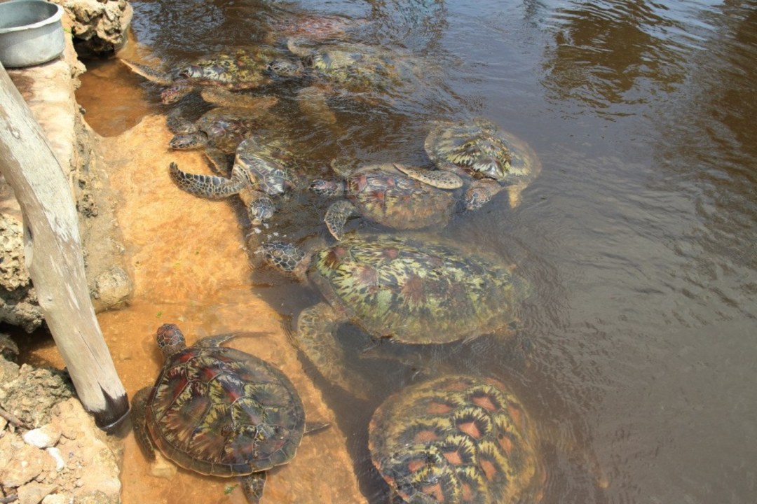Jozani Forest, mangrove swamps, giant turtle sanctuary, spice farm