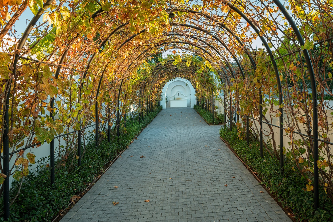 Cape Winelands vineyards, Paarl, Stellenbosch vineyards, Wellington