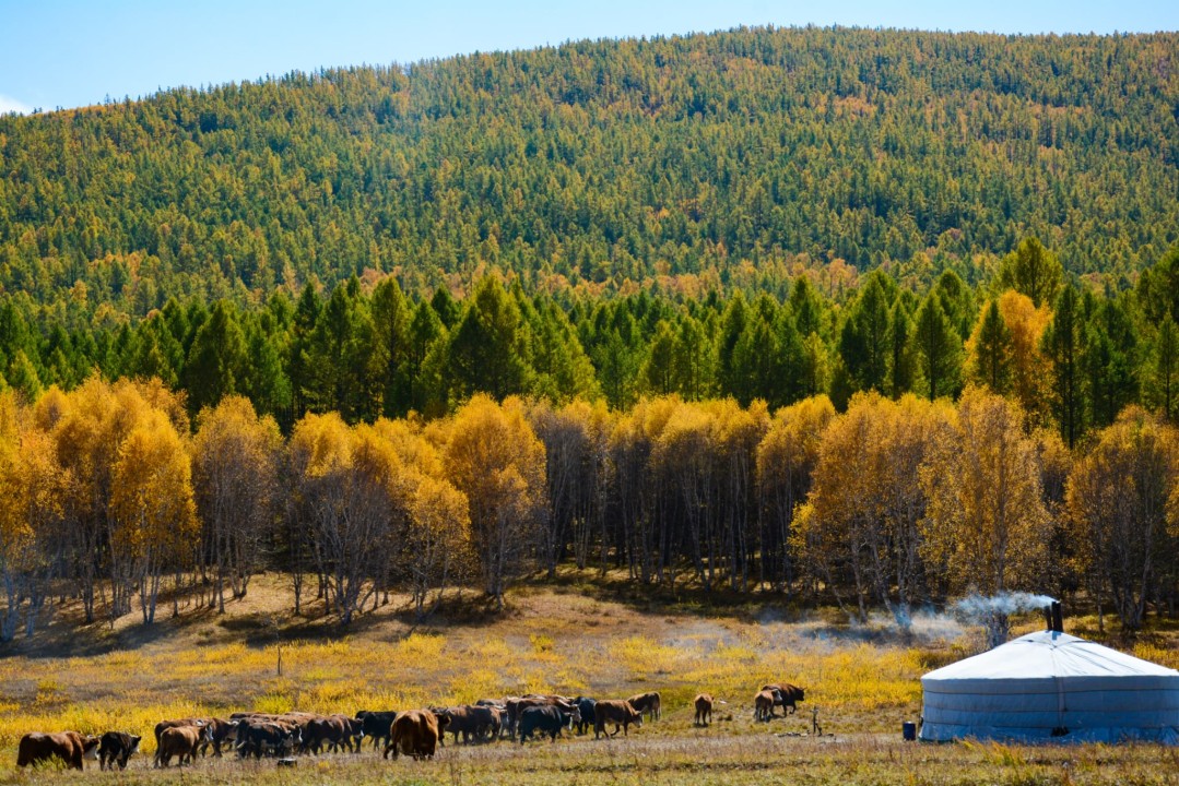 Naadam at Central Stadium, Erdene Zuu Monastery, Khuvsgul Lake, Terkhiin Tsagaan Lake
