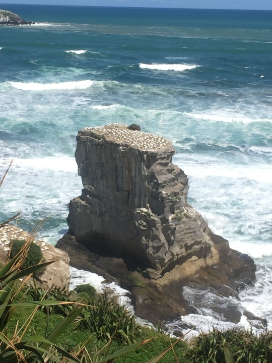 Kumeu wine region, Nikau rainforest, 60 km-long black sand beach