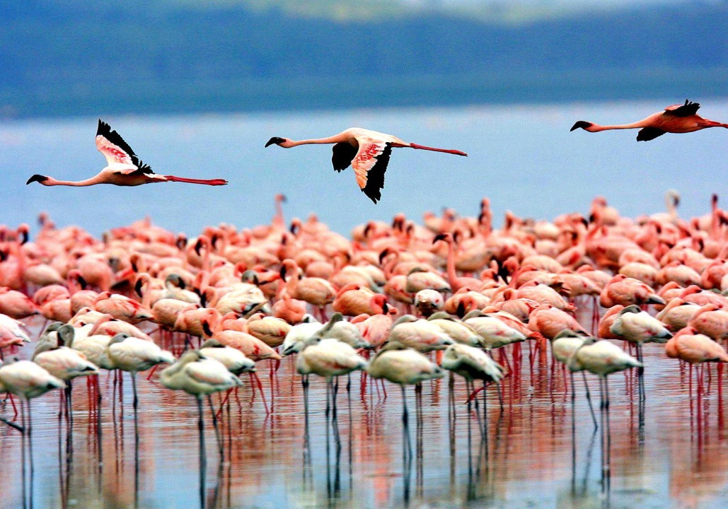 Serengeti National Park, Olduvai Gorge, Ngorongoro Crater, Lake Eyasi