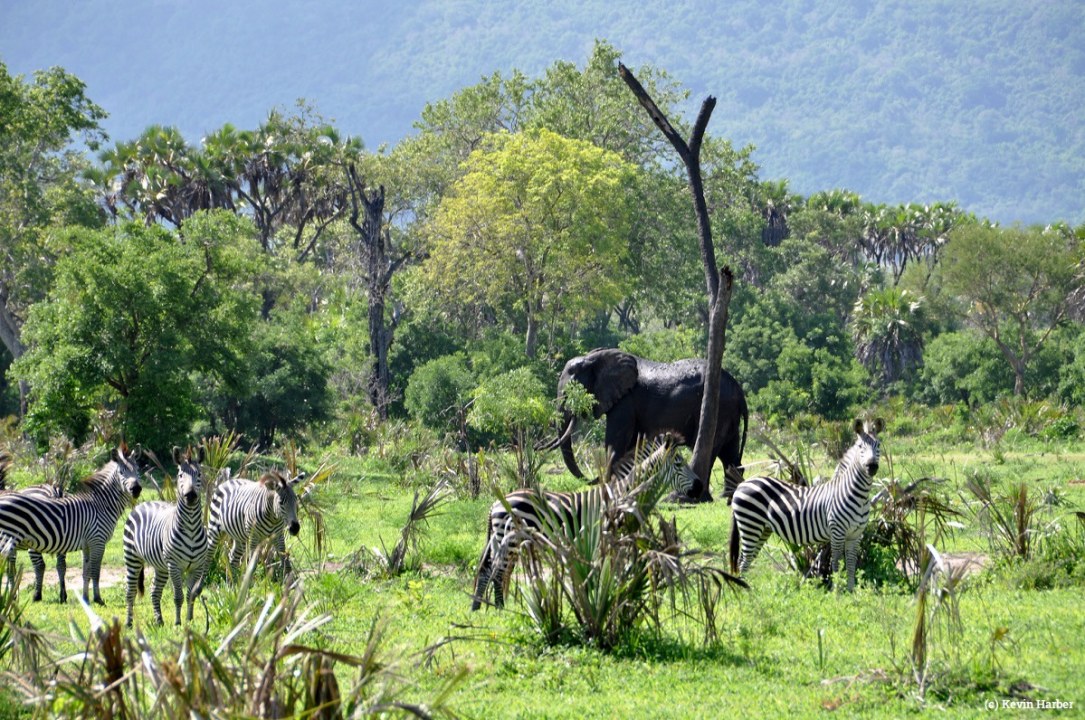 Selous Game Reserve, Rufiji River boat safari, Dar es Salaam transfer