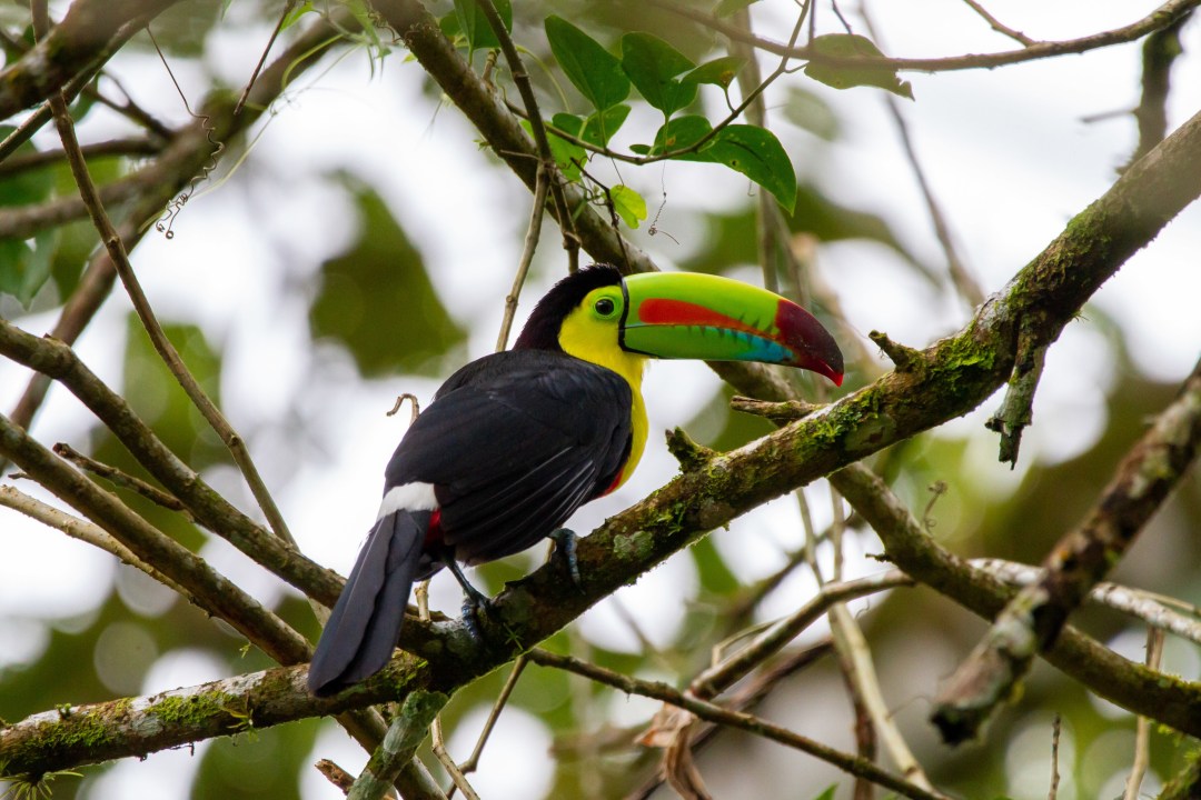 Anura Park trails, tropical lowland rainforest, Peñas Blancas