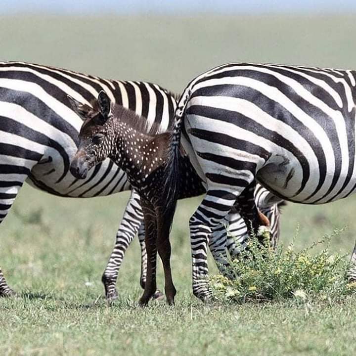 Masai Mara rolling plains, Great Rift Valley floor, Nairobi