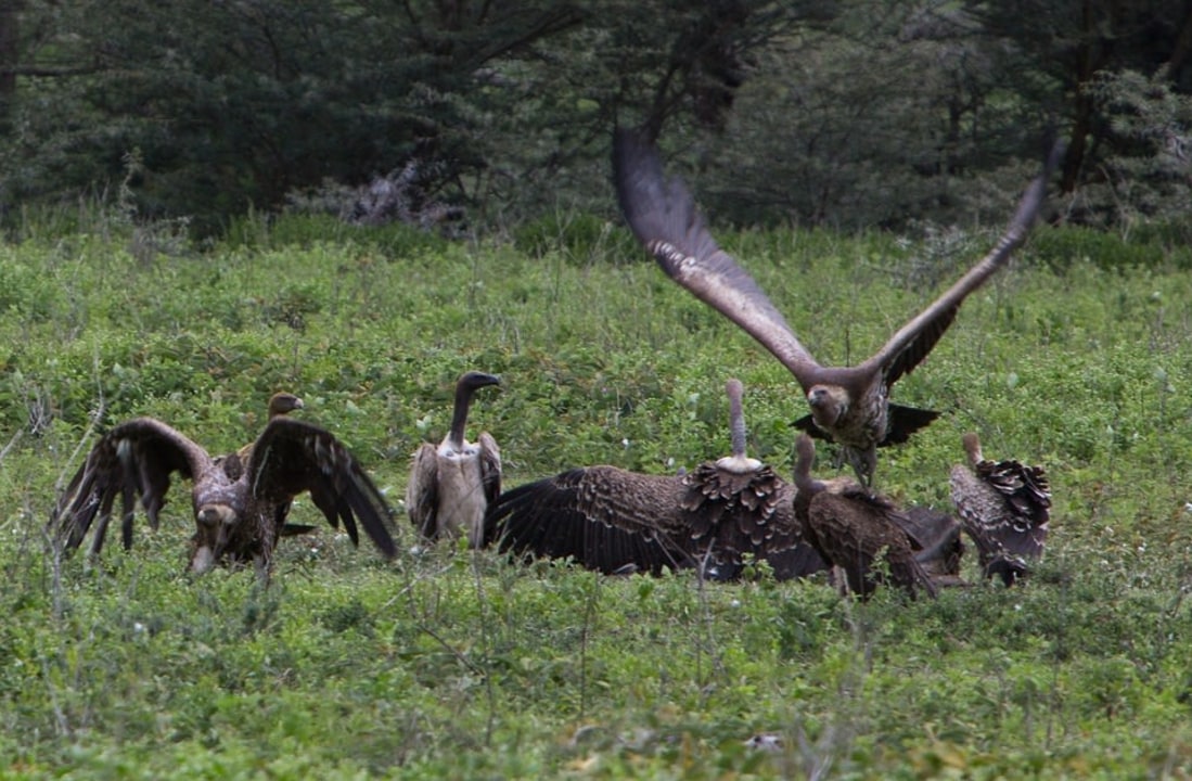 Lake Manyara National Park, Serengeti Plains, Ngorongoro Crater, Olduvai Gorge