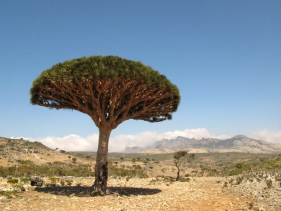 Fa'arah Peak granite summit, Firmhin Forest dragon's blood woodland, Dihamri Marine Protected Area coral reefs