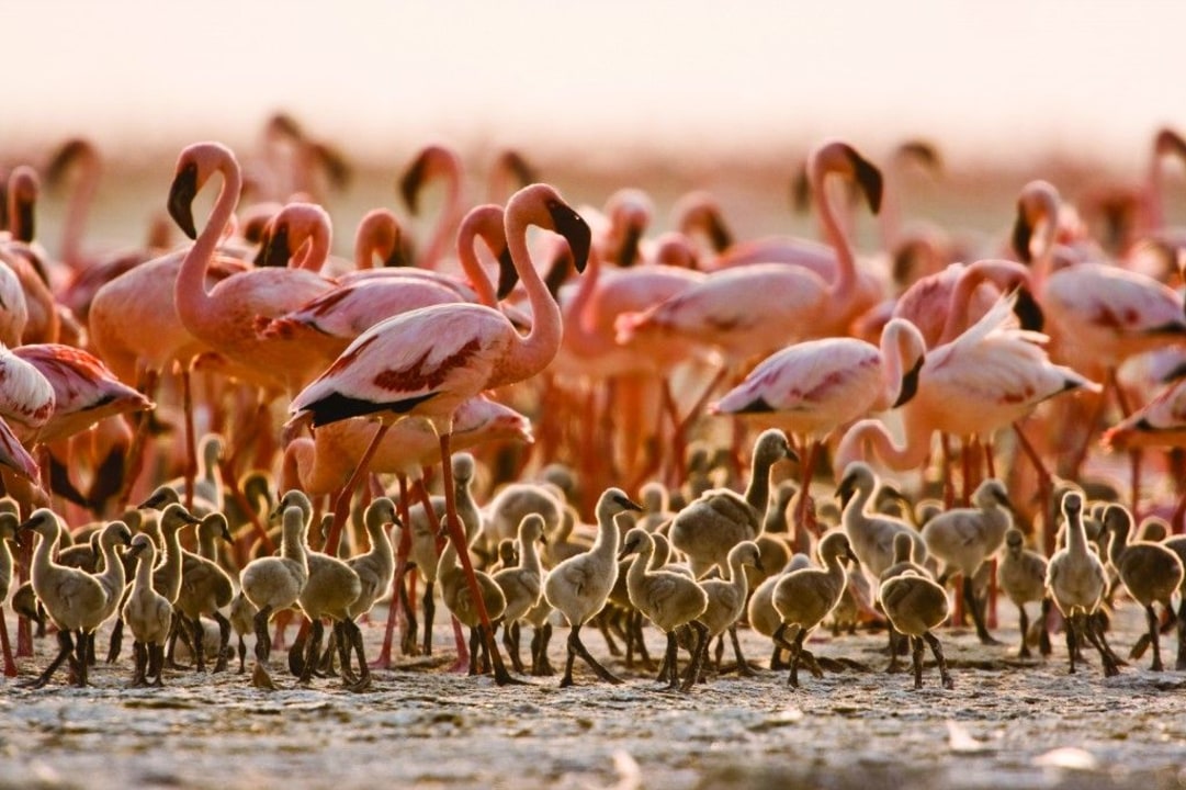 Vast plains of Serengeti National Park, the floor of Ngorongoro Crater, Nungwi Island's white coral sands, Tarangire National Park