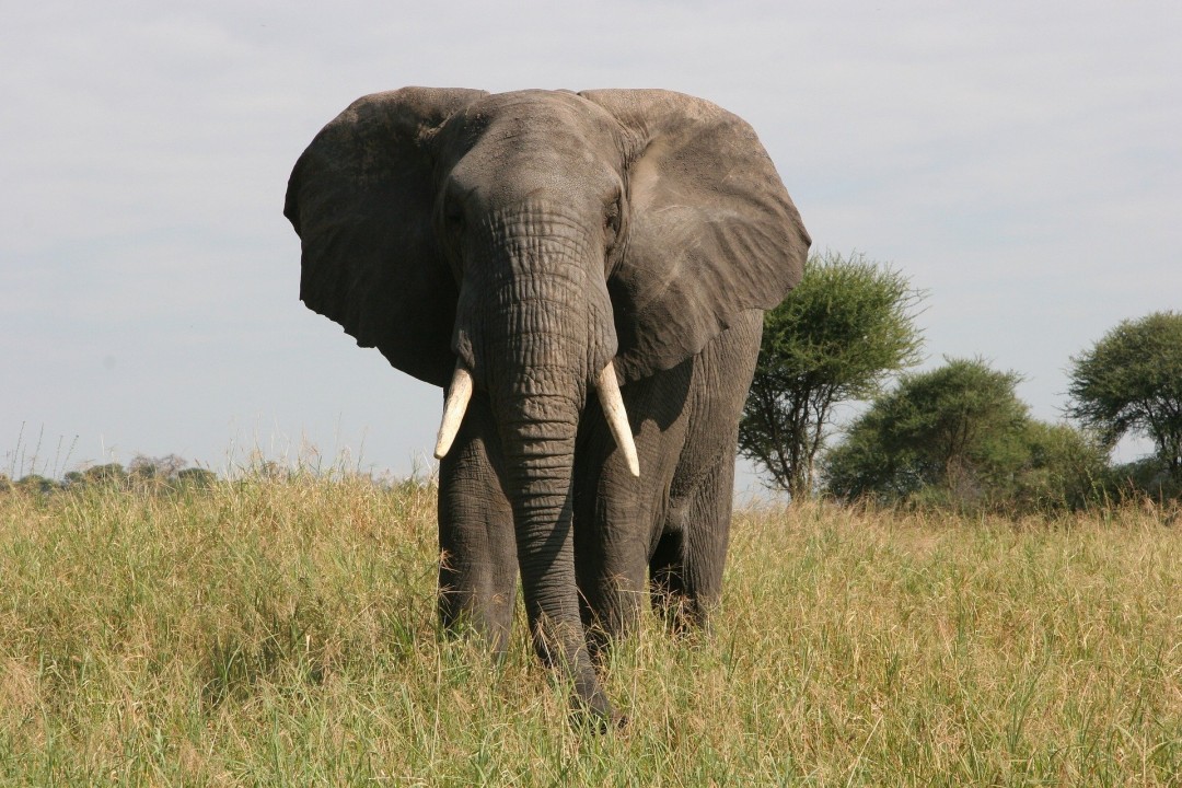 Tarangire National Park game plains, Serengeti National Park wildebeest migration, Ngorongoro Crater rim views