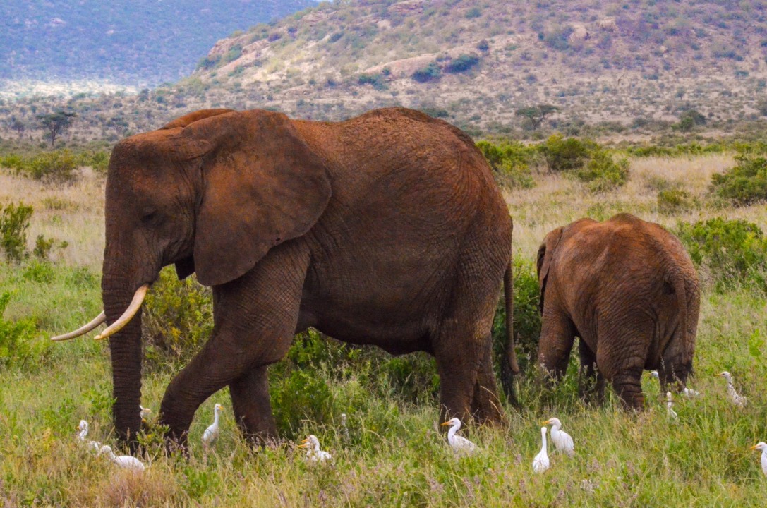 Lake Bogoria hot springs, Great Rift Valley, Lake Nakuru National Park flamingo shores, Masai Mara grasslands