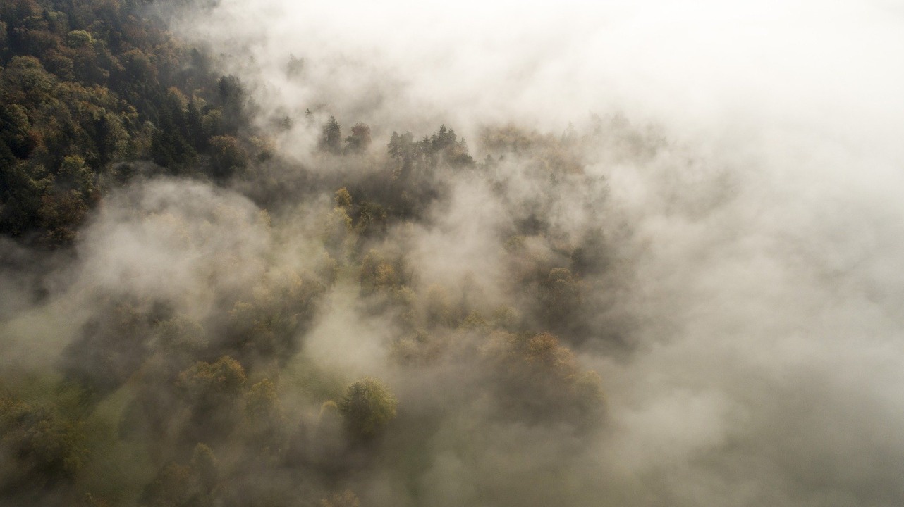 Monteverde Cloud Forest Reserve, Swallow-tailed Kite, Piratic Flycatcher