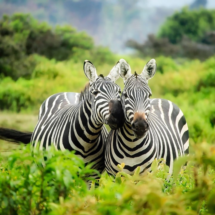 Nairobi National Park, Great Rift Valley, Crescent Island Game Sanctuary, Lake Nakuru National Park