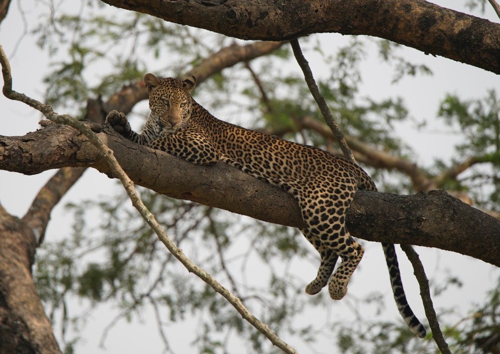 Bwindi Impenetrable National Park, Lake Bunyonyi, Kazinga Channel